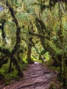 Detail of the enchanted forest in carretera austral, Bosque encantado Chile Royalty Free Stock Photo