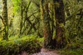 Detail of the enchanted forest in carretera austral, Bosque encantado Chile Royalty Free Stock Photo