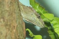 Escambray Bearded Anole Royalty Free Stock Photo