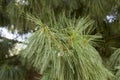 Detail of the estern white pine tree Royalty Free Stock Photo