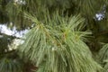 Detail of the estern white pine tree