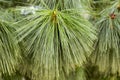 Detail of the estern white pine tree Royalty Free Stock Photo