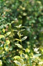 Euonymus fortunei fortune s spindle