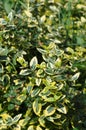 Euonymus fortunei fortune s spindle