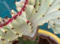 Detail of euphorbia lactea cristata Royalty Free Stock Photo