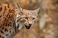 Detail of Eurasian lynx looking down searching for prey