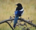 Euroasian magpie with closed black beak is sitting on wooden branch with dry maple leaves.. Royalty Free Stock Photo