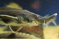 European sea sturgeon Royalty Free Stock Photo