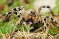 Lycosa tarantula detail Royalty Free Stock Photo