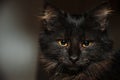 Portrait Of Dark Little Cat