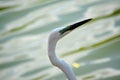 Detail of exotic bird, SrÃÂ­ Lanka