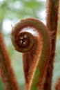 Detail of exotic plant in the Winter Garden at the Royal Greenhouses at Laeken, Brussels, Belgium Royalty Free Stock Photo