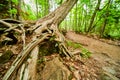 Detail of exposed roots of tree on rocks next to dirt path Royalty Free Stock Photo