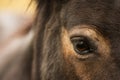 The detail of the eye of a brown horse very close up Royalty Free Stock Photo