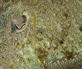 Detail of the eye of a cuttlefish Royalty Free Stock Photo