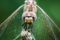 Detail of the eye of a dragonfly in the foreground Royalty Free Stock Photo