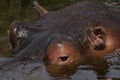 Detail of the eye and the gaze of a hippopotamus diving into the water Royalty Free Stock Photo