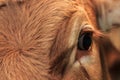 Detail of an eye of a Norwegian Cow