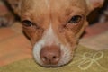 Detail from the eye and nose of a Chihuahua dog3 Royalty Free Stock Photo