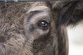 Detail eye portrait of European bison