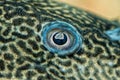 Detail of eye of suckermouth fish