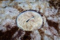 Detail of Eye of a Tasseled Wobbegong Royalty Free Stock Photo