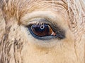 Detail of eyeball, eye close up of Isabella horse