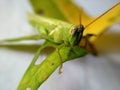 Detail eyes grasshoper on the leaf