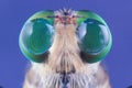 Detail eyes insect close up macro photo