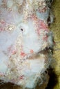 Detail of Face of Giant Frogfish Royalty Free Stock Photo