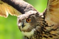 Detail face owl with open wings