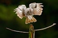 Detail face portrait of bird, big orange eyes and bill, Eagle Owl, Bubo bubo, rare wild animal in the nature habitat,