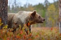 Detail face portrait of brown bear. Beautiful big brown bear walking around lake with autumn colours. Dangerous animal in nature