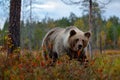 Detail face portrait of brown bear. Beautiful big brown bear walking around lake with autumn colours. Dangerous animal in nature