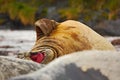 Detail face portrait Elephant seal, Mirounga leonina. Seal on the sand beach. Elephant seal with peel off skin. Big sea animal in