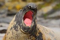 Detail face portrait Elephant seal, Mirounga leonina. Seal on the sand beach. Elephant seal with peel off skin. Big sea animal in Royalty Free Stock Photo