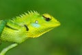 Detail face portrait of lizard. Green Garden Lizard, Calotes calotes, detail eye portrait of exotic tropic animal in the green nat