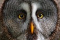 Detail face portrait of owl. Owl hiden in the forest. Great grey owl, Strix nebulosa, sitting on old tree trunk with grass, portra Royalty Free Stock Photo