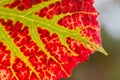 detail of a fall leave in red