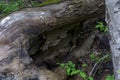 Fallen log detail in forest Royalty Free Stock Photo