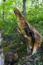 Fallen log detail in forest Royalty Free Stock Photo