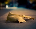 Detail of an autumn leaf