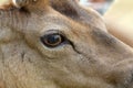 Detail on fallow deer buck eye Royalty Free Stock Photo