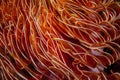 Abstract of Feather Duster Worm Tentacles Royalty Free Stock Photo