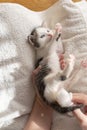 Woman massaging kittens belly