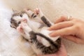 Woman massaging kittens stomach