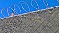 Detail of the fence of thorns of the fremantle prison,