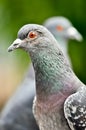 Detail of Feral pigeon (Columba livia domestica). Heads of two city doves.