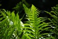 Detail of a fern Royalty Free Stock Photo