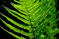 Detail of a fern Royalty Free Stock Photo